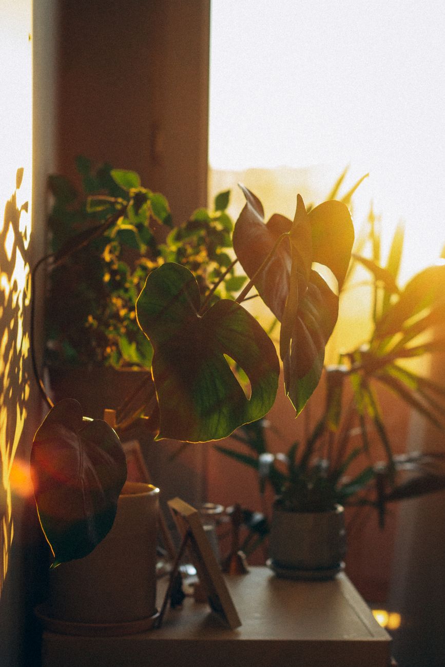 Premium biophilic room layout with luxury plants